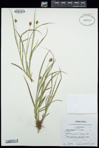 Carex illota image