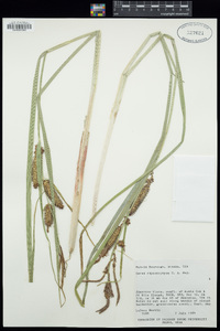 Carex utriculata image