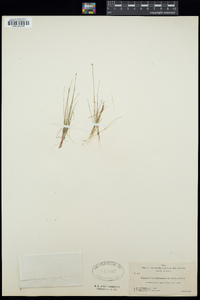 Eleocharis acicularis image