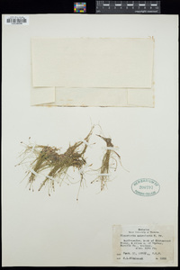 Eleocharis acicularis image