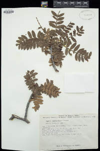 Image of Bursera aspleniifolia