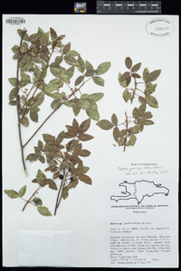 Image of Bursera gracilipes