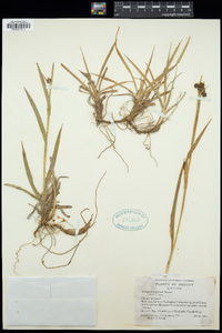 Scirpus congdonii image