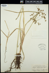 Scirpus microcarpus image