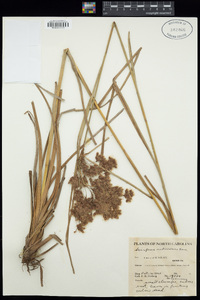 Scirpus cyperinus image