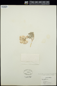 Cymopterus purpurascens image