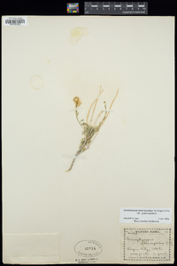 Acamptopappus sphaerocephalus var. sphaerocephalus image