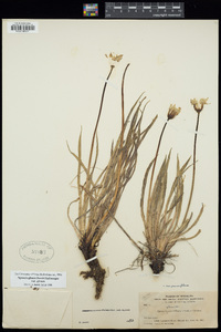 Agoseris glauca image