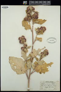 Arctium minus image