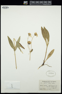 Arnica mollis image