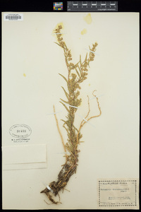 Artemisia dracunculus image