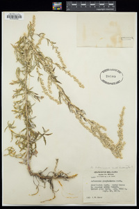 Artemisia ludoviciana subsp. incompta image