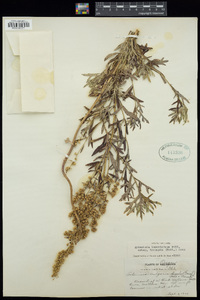 Artemisia ludoviciana subsp. incompta image