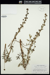 Artemisia norvegica image