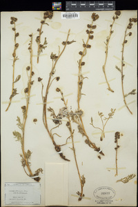 Artemisia norvegica image