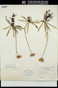Aster andersonii image