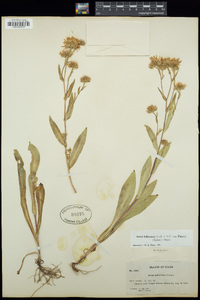 Symphyotrichum foliaceum var. parryi image