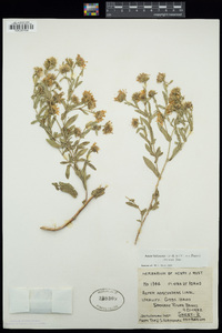 Symphyotrichum foliaceum var. parryi image