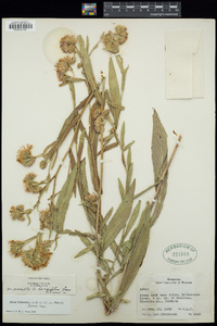 Symphyotrichum foliaceum var. parryi image