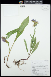 Symphyotrichum foliaceum var. parryi image