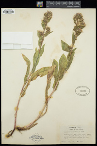 Eurybia integrifolia image