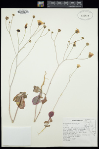 Atrichoseris platyphylla image