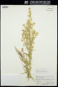 Brickellia longifolia image