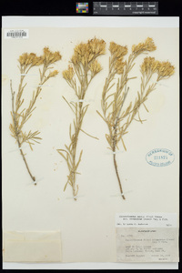 Ericameria parryi image