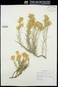 Ericameria parryi image