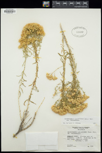 Chrysothamnus viscidiflorus image