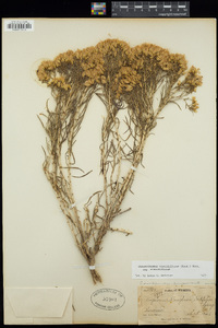 Chrysothamnus viscidiflorus image