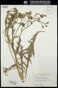 Crepis intermedia image