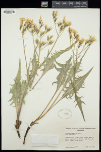 Crepis acuminata image