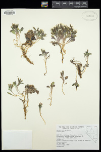 Crepis nana image