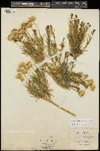 Ericameria linearifolia image