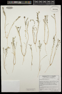 Astragalus didymocarpus image