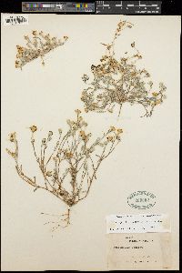 Eriophyllum lanosum image