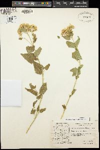 Ageratina herbacea image