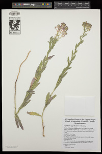 Lepidium appelianum image