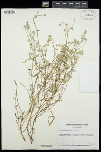 Cryptantha gracilis image