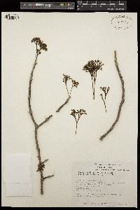 Image of Gyrocarpus jatrophifolius