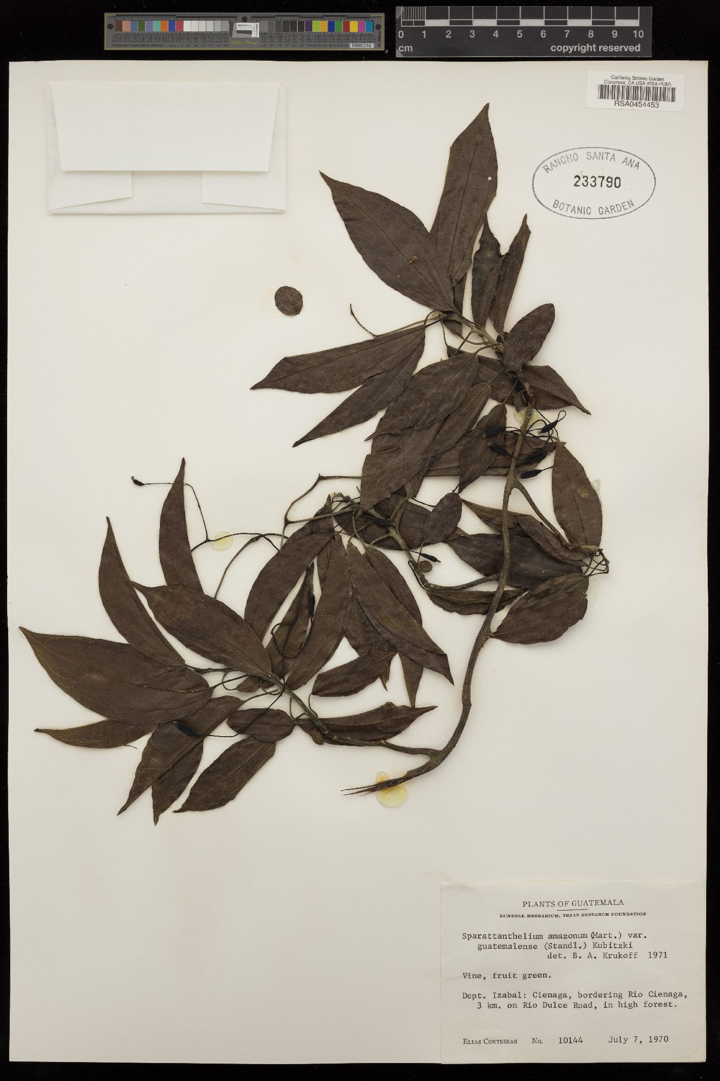 Hernandiaceae image