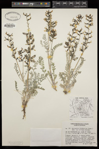 Astragalus minthorniae image