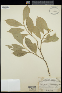 Image of Dichapetalum longipetalum