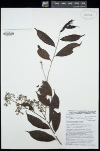 Image of Dichapetalum acuminatum