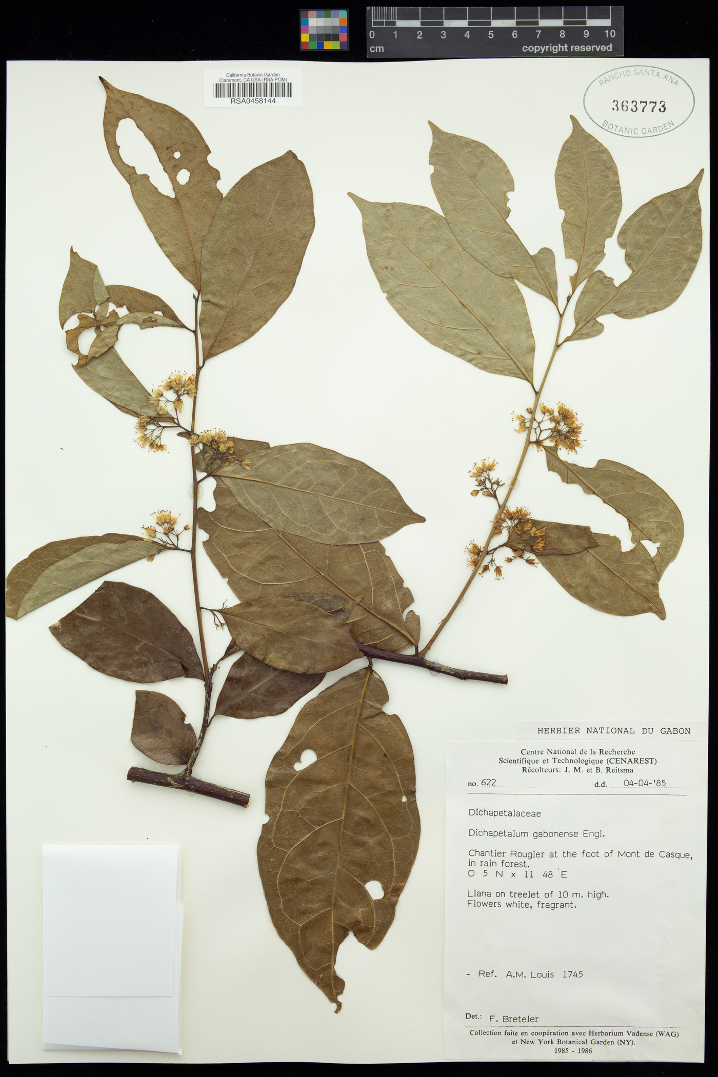 Dichapetalaceae image