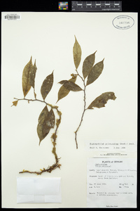 Image of Dichapetalum gelonioides