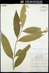 Image of Dichapetalum helferianum