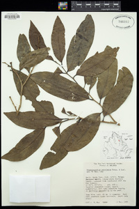 Image of Stephanopodium peruvianum