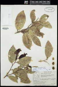Image of Tapura latifolia